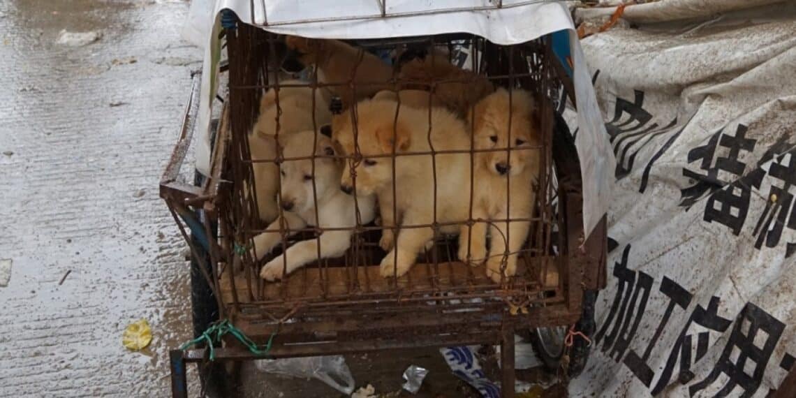 YULIN : STOP AU MASSACRE