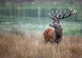 RÉMI GAILLARD EN APPELLE À MACRON APRÈS LA DIFFUSION D’UNE VIDÉO DE CHASSE À COURRE