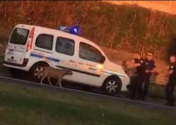 LA POLICE TIRE SUR UN CHIEN : ANYMAL FAIT CIRCULER LA VIDÉO