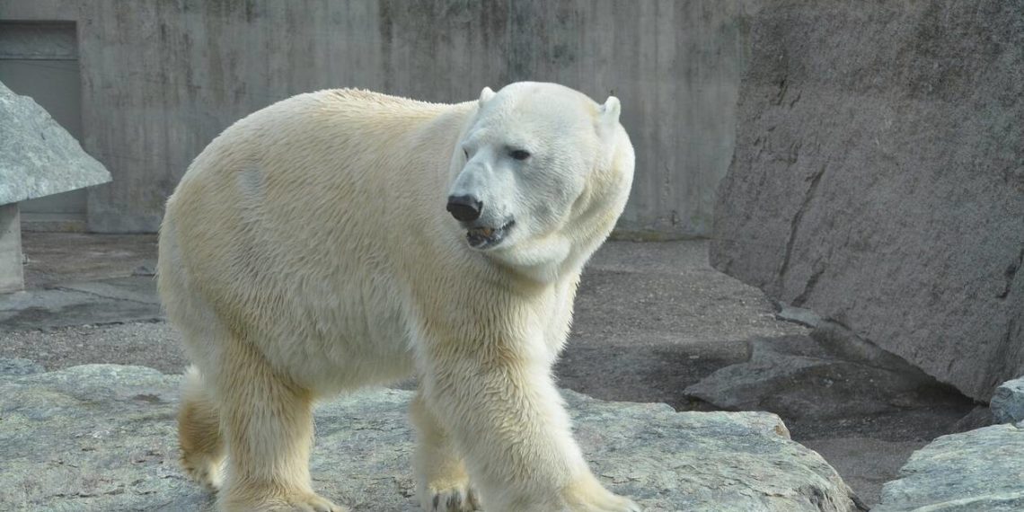 RÉMI GAILLARD DÈNONCE LA MALTRAITANCE DES OURS POLAIRES AU ZOO DE MULHOUSE