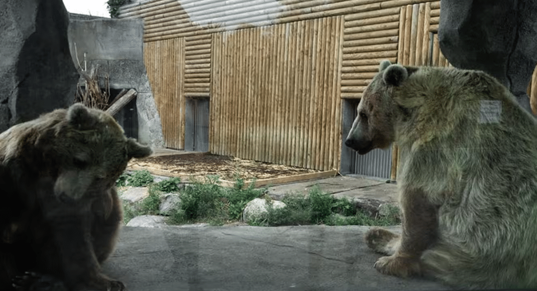 APRÈS LE COUP DE GUEULE DE RÉMI GAILLARD, L’OURS DU FILM DE JEAN-JACQUES ANNAUD DÉMÉNAGE