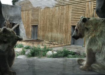 APRÈS LE COUP DE GUEULE DE RÉMI GAILLARD, L’OURS DU FILM DE JEAN-JACQUES ANNAUD DÉMÉNAGE