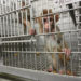 LES ANIMAUX NE SONT PAS UN LABORATOIRE