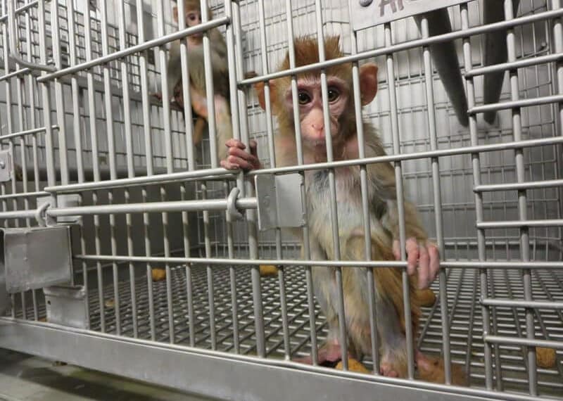 LES ANIMAUX NE SONT PAS UN LABORATOIRE