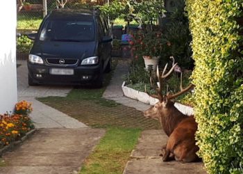 LE CHASSEUR QUI A FAIT SCANDALE EN TUANT UN CERF DANS UN JARDIN DE L’OISE, MENACÉ DE MORT ?