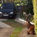 LE CHASSEUR QUI A FAIT SCANDALE EN TUANT UN CERF DANS UN JARDIN DE L’OISE, MENACÉ DE MORT ?