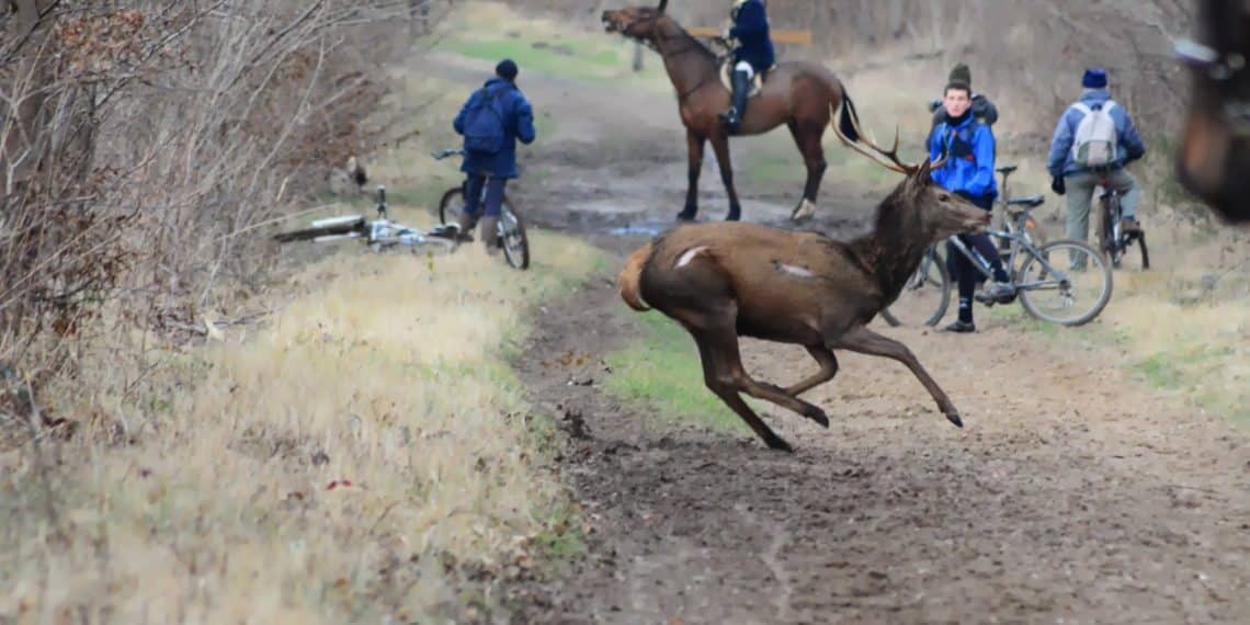 DANS L’OISE, RÉMI GAILLARD VOLE AU SECOURS DES ANTI-CHASSE À COURRE