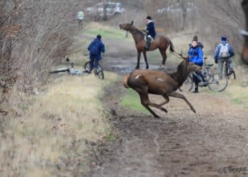 DANS L’OISE, RÉMI GAILLARD VOLE AU SECOURS DES ANTI-CHASSE À COURRE