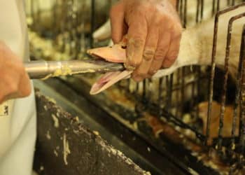FOIE GRAS : LE CALVAIRE DU GAVAGE