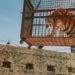 FORT BOYARD : L’ÉMISSION POURRAIT ARRÊTER D’UTILISER DES ANIMAUX