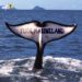 SOCIAL MEDIA : CAMPAGNES ANYMAL LES PLUS VUES