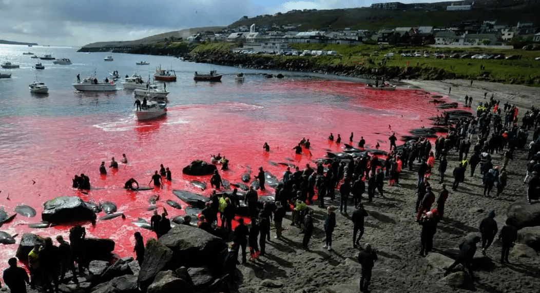 GRIND : « SI L’OCÉAN, MEURT NOUS MOURRONS »