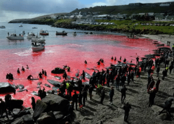 GRIND : « SI L’OCÉAN, MEURT NOUS MOURRONS »