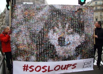 LOUP : UNE CAMPAGNE POUR FAIRE STOPPER LES TIRS