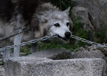 VIDÉO : ANYMAL DÉNONCE LE SORT DE PLUSIEURS LOUPS ET D’UN OURS