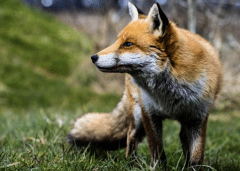 UN ANIMAL « NUISIBLE » BLESSÉ PEUT-IL ÊTRE SOIGNÉ ?