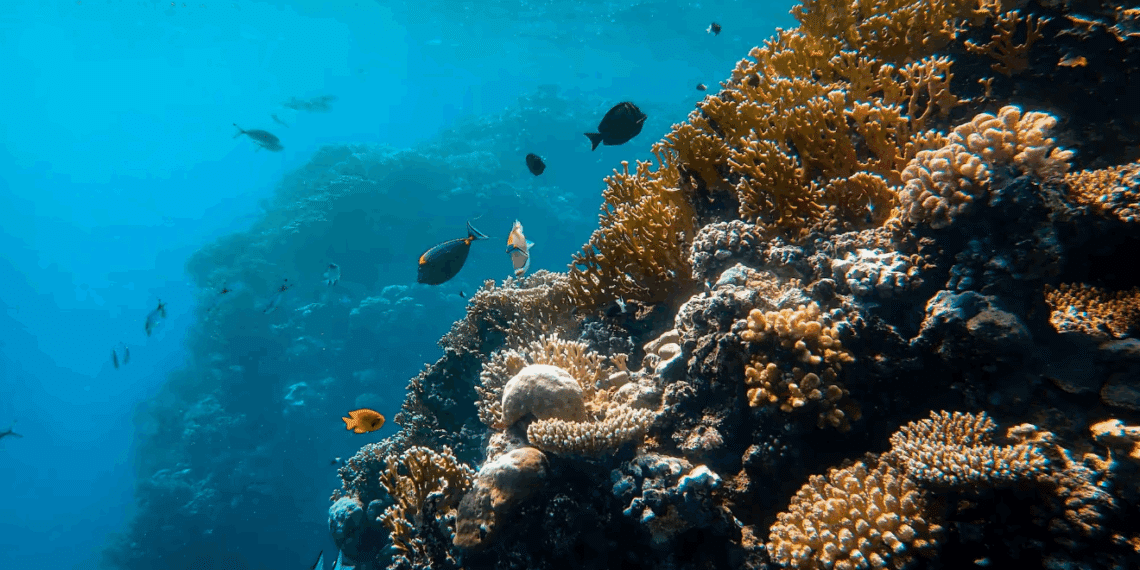 866 nouvelles espèces marines découvertes : une révolution dans l’exploration des océans