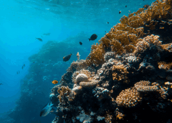 866 nouvelles espèces marines découvertes : une révolution dans l’exploration des océans