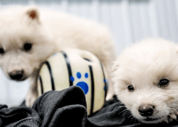 « Loup géant », espèce préhistorique ressuscitée selon le « Time »