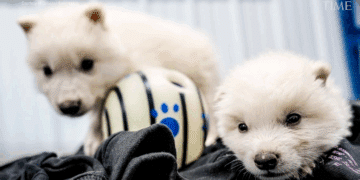 « Loup géant », espèce préhistorique ressuscitée selon le « Time »