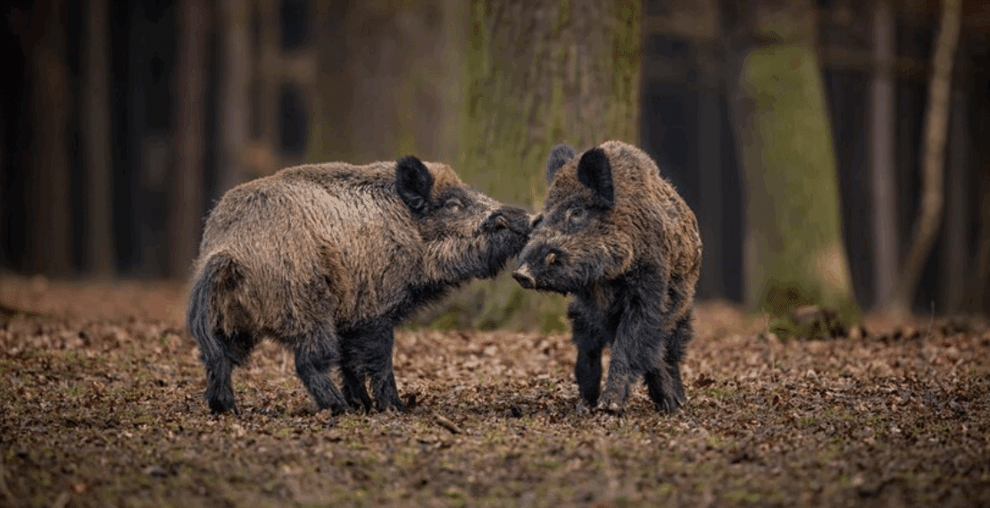 Euthanasie imminente pour Mimi et Pumba, sangliers domestiqués