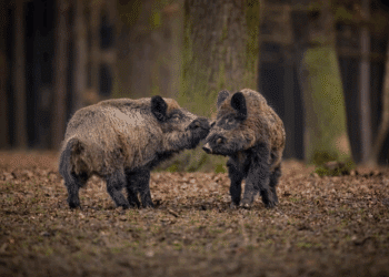Euthanasie imminente pour Mimi et Pumba, sangliers domestiqués