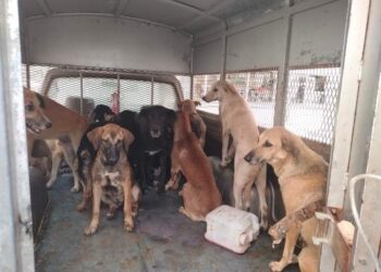 COUPE DU MONDE AU MAROC : 3 MILLIONS DE CHIENS ABATTUS ?