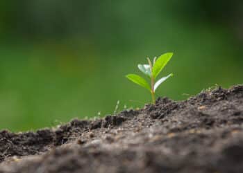 UN NOUVEAU MÉDIA… AVEC UNE MÉTÉO SIGNÉE ANYMAL