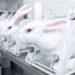 Baisse continue de l’utilisation d’animaux dans les laboratoires français