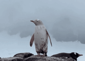 Un manchot papou blanc extrêmement rare photographié au Chili