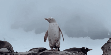 Un manchot papou blanc extrêmement rare photographié au Chili
