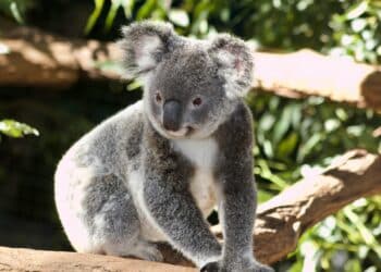 Australie : 750 koalas abattus par des tireurs d’élite
