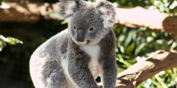 Australie : 750 koalas abattus par des tireurs d’élite