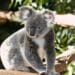 Australie : 750 koalas abattus par des tireurs d’élite