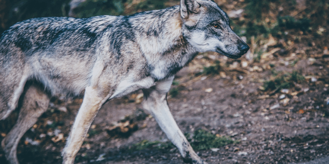 Le Parlement européen facilite désormais la chasse au loup