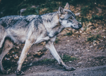 Le Parlement européen facilite désormais la chasse au loup