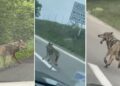 Un loup aperçu aux abords de Besançon, sur la RN57