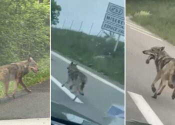 Un loup aperçu aux abords de Besançon, sur la RN57