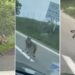 Un loup aperçu aux abords de Besançon, sur la RN57