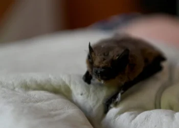 Montpellier : 200 chauves-souris euthanasiées, un massacre signé Michaël Delafosse