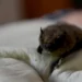 Montpellier : 200 chauves-souris euthanasiées, un massacre signé Michaël Delafosse