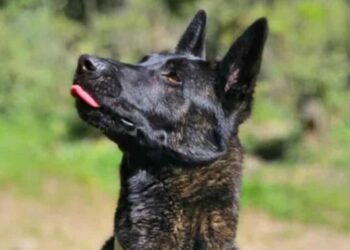 La SPA devait être son refuge, elle a été son bourreau : Smoke euthanasié malgré la mobilisation