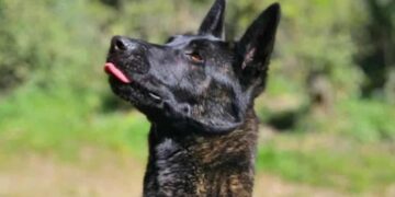 La SPA devait être son refuge, elle a été son bourreau : Smoke euthanasié malgré la mobilisation